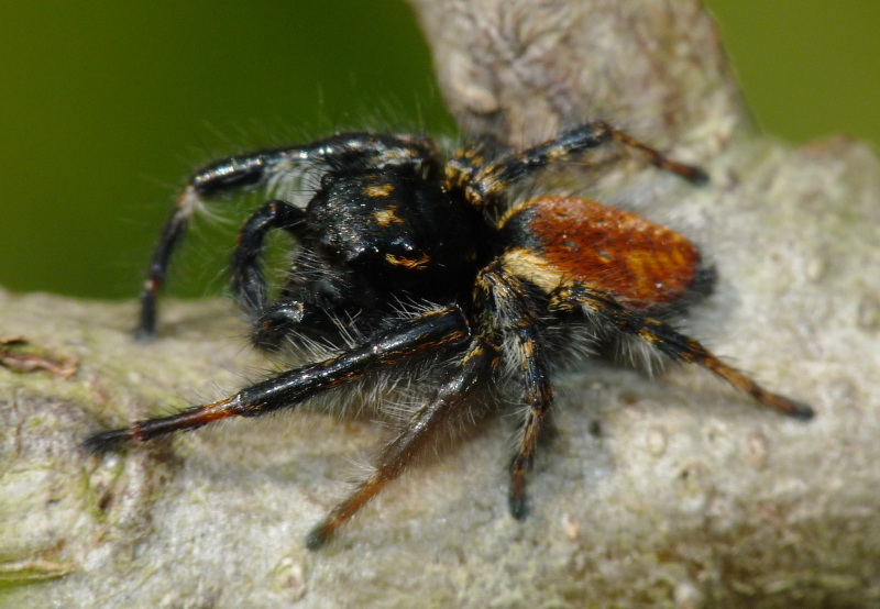 Carrhotus xanthogramma